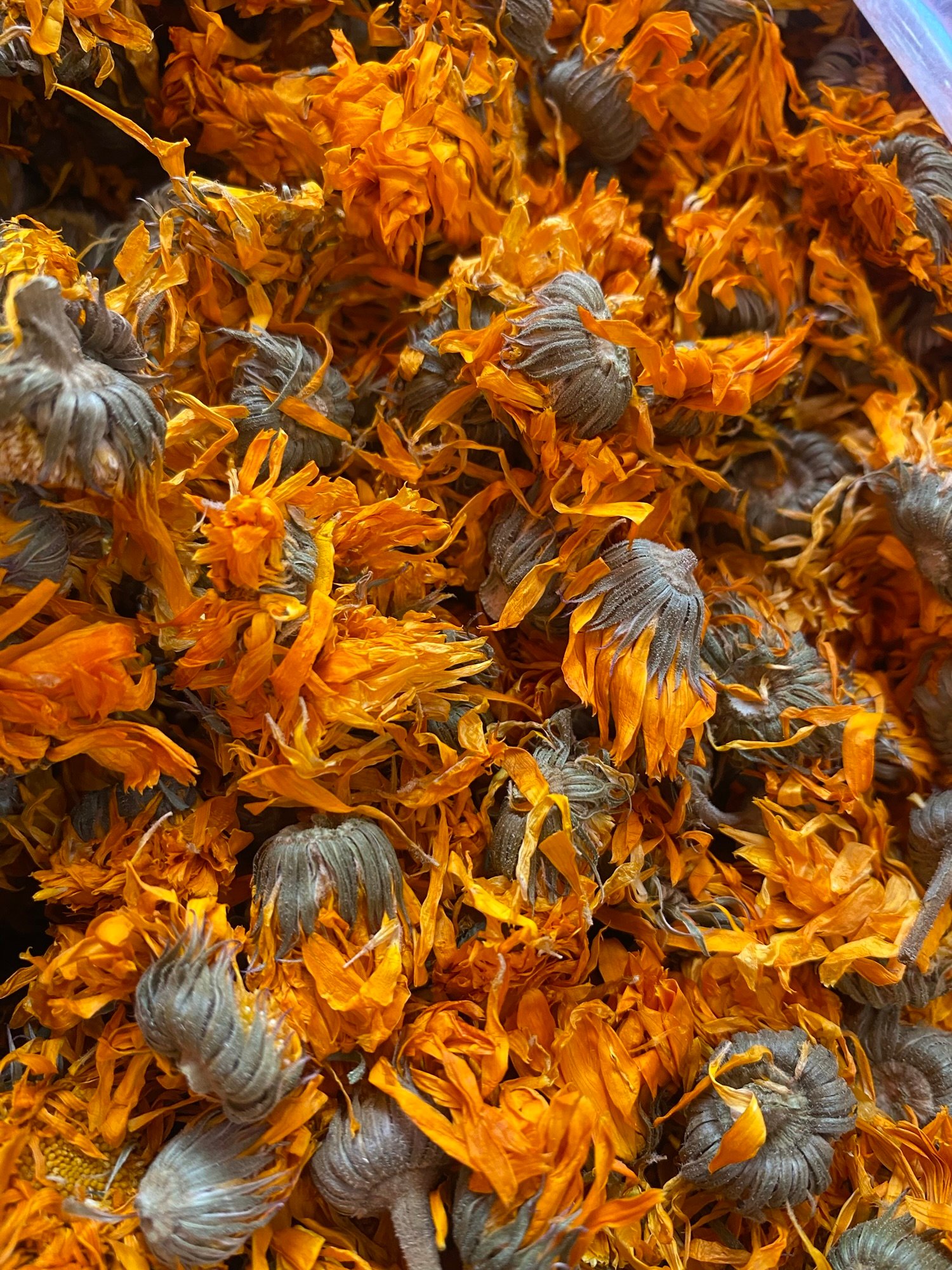 Calendula Herbs